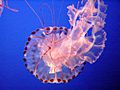 Sea Nettle Jelly 1