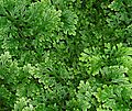 Selaginella-sp