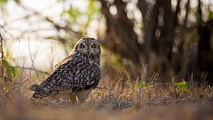 Short Eared Owl in its habitat