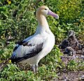 Short tailed Albatross1