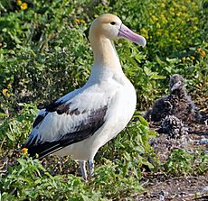 Short tailed Albatross1