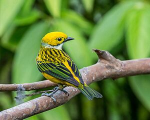 Silver-throated Tanager (15814073833)