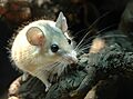 Sinaistachelmaus