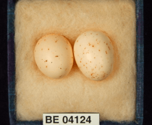 Specimen 04124. P keartlandi eggs