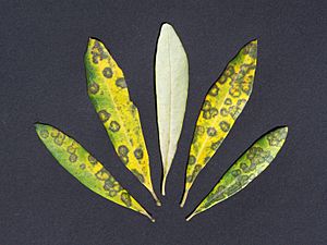 Spilocaea oleagina.jpg