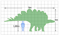 Stegosaurus size