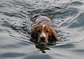 Swimming dog bgiu