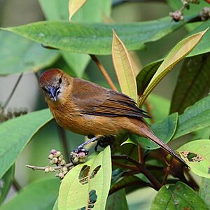 Tachyphonus cristatus - Flame-crested Tanager (female) 01.JPG