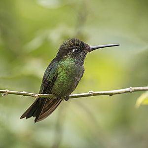 Talamanca hummingbird (Eugenes spectabilis) male.jpg