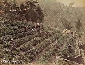 Tea Plantation (Kusakabe Kimbei)
