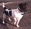 Teddyterrier
