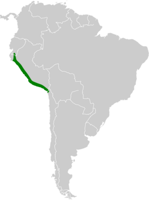 Thaumastura cora map