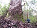 The Corymbia Giant
