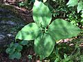 Trillium undulatum (four-leaf) Vermont 2019-07-18