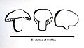 Truffle Evolution