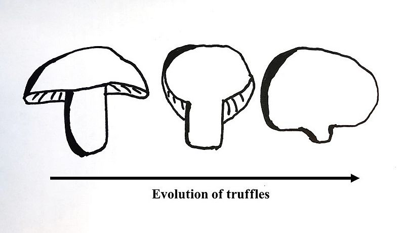 Truffle Evolution