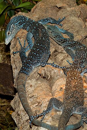 Varanus macraei (blue treemonitor)