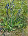 Vincent van Gogh, Iris, 1889. National Gallery of Canada
