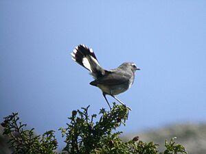 White-tailed Rubythroat