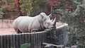 Whiterhinoceros Seoul