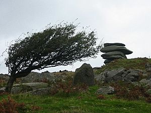 Windswept tree and the Cheesewring - geograph.org.uk - 92456