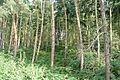Woodland in Sotterley Park - geograph.org.uk - 971305
