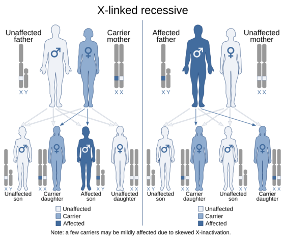 X-linked recessive (2)