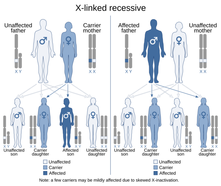 X-linked recessive (2)