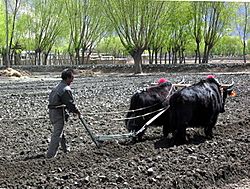 Yaks still provide the best way to plow fields in Tibet