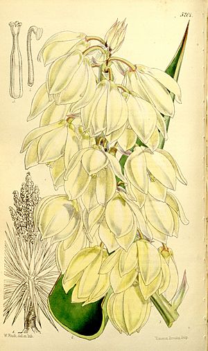 Yucca treculeana (as Yucca canaliculata) Bot. Mag. 86. t. 5201. 1860..jpg