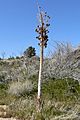 Yucca whipplei stalk 1