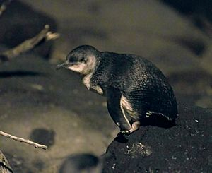 20091121 Little Penguin on rock at St Kilda Breakwater (left side view)