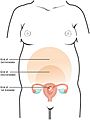 2917 Size of Uterus Throughout Pregnancy-02