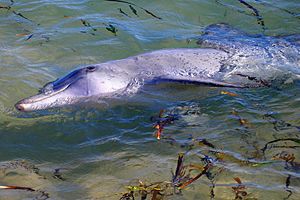 A143, Shark Bay Marine Park, Western Australia, dolphin, 2007