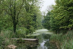 Alderman canal local nature reserve - geograph.org.uk - 1305072