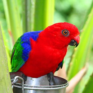 Alisterus amboinensis -Brevard Zoo-8a-3c