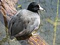 American Coot Image 001