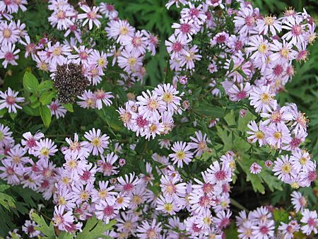 Aster Coombe Fishacre (15413969515)