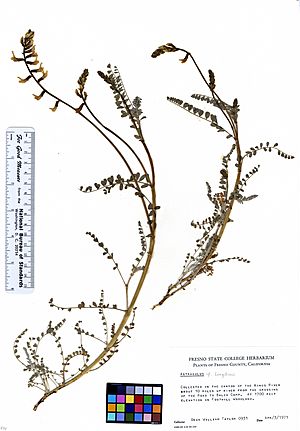 Astragalus congdonii (5946784503).jpg