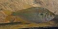 Astyanax abramis FishBase