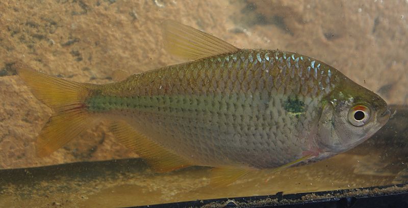 Astyanax abramis FishBase
