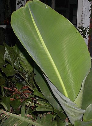 Banana-leaf-1