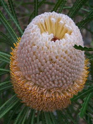 Banksia hookeriana 01 gnangarra