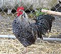 Barred Plymouth Rock Rooster 001