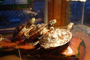 Basking turtles