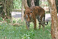 Interesting Facts About Bengal Tiger, 385