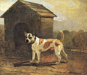 Benjamin Marshall - Dustman - Bulldog and Terrier Mix