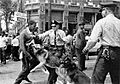 Birmingham campaign dogs