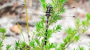 Black n white dragonfly dorsal (16072454739).jpg