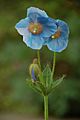 Blue Poppy Meconopsis sp Pair 1000px